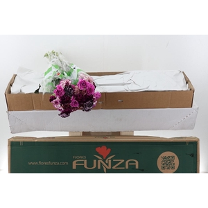 Di St Rainbow Purple Box