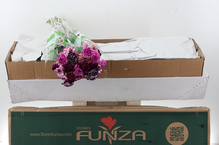 <h4>Di St Rainbow Purple Box</h4>