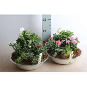 ARR TUINPLANTEN