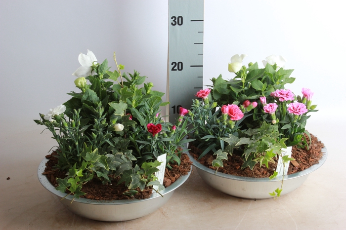 <h4>ARR TUINPLANTEN</h4>