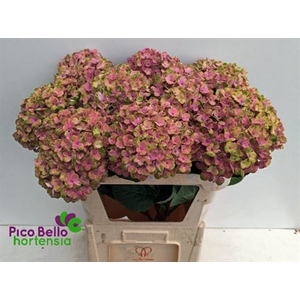 Hydr M Coral Rose Extra