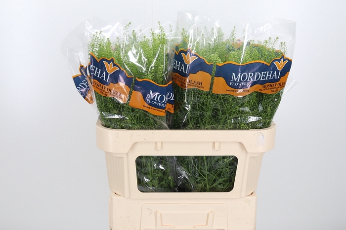 <h4>Lepidium Green Bell</h4>