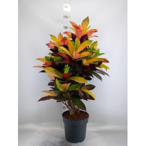 Codiaeum var. KL 'Mrs Iceton'