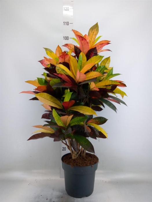 <h4>Codiaeum var. KL 'Mrs Iceton'</h4>