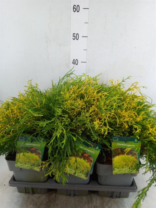 Chamaecyparis pis. 'Sungold'