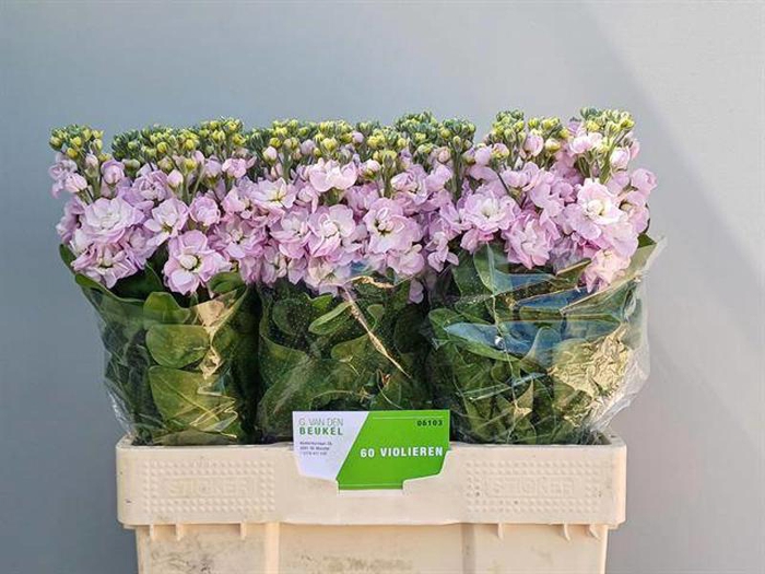 <h4>Matth Mathilda Pink G Van Den Beukel</h4>