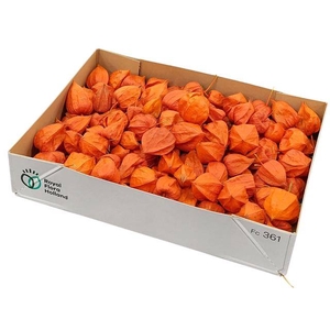 PHYSALIS LAMPION LOS VERS ORANJE !!
