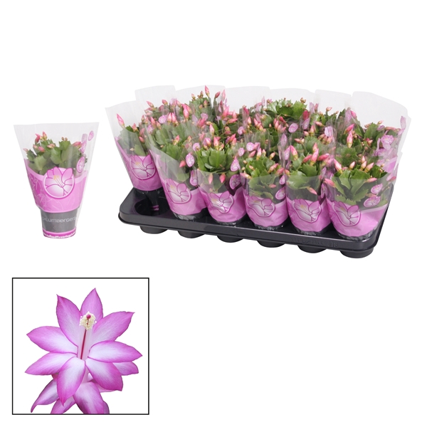 <h4>Schlumbergera - 9 cm - Purple (Jolly Dancer)</h4>
