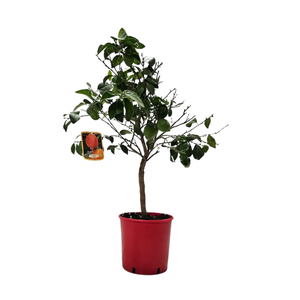 Citrus hystrix