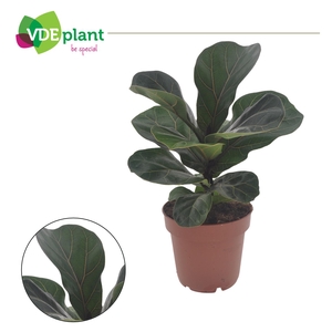 Ficus Lyrata Bambino