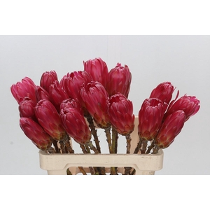 Protea Brenda NL