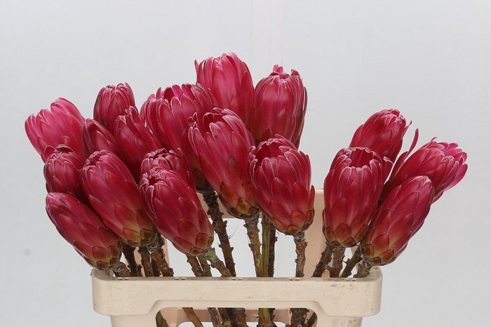 <h4>Protea Brenda NL</h4>
