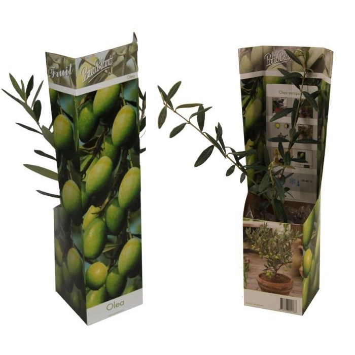 <h4>Olea europaea</h4>