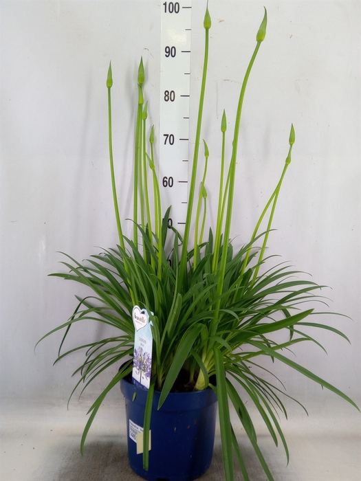 <h4>Agapanthus  'Amourette Superb'</h4>
