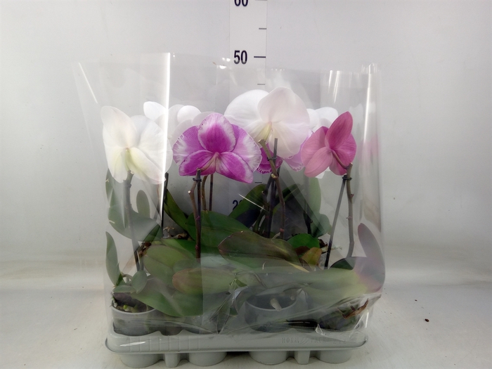 <h4>Phalaenopsis   ...mix</h4>