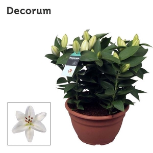 Lilium Or Souvenir Scale