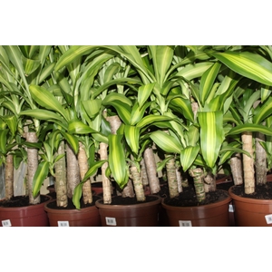 DRACENA MASSANGEANA P24