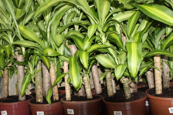 <h4>DRACENA MASSANGEANA P24</h4>