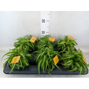Chlorophytum com. 'Bonnie'