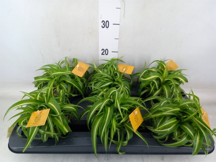 <h4>Chlorophytum com. 'Bonnie'</h4>