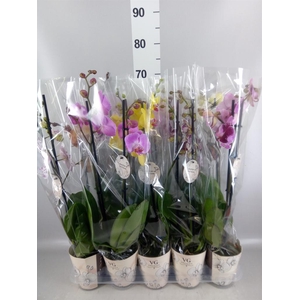 Phalaenopsis   ...mix