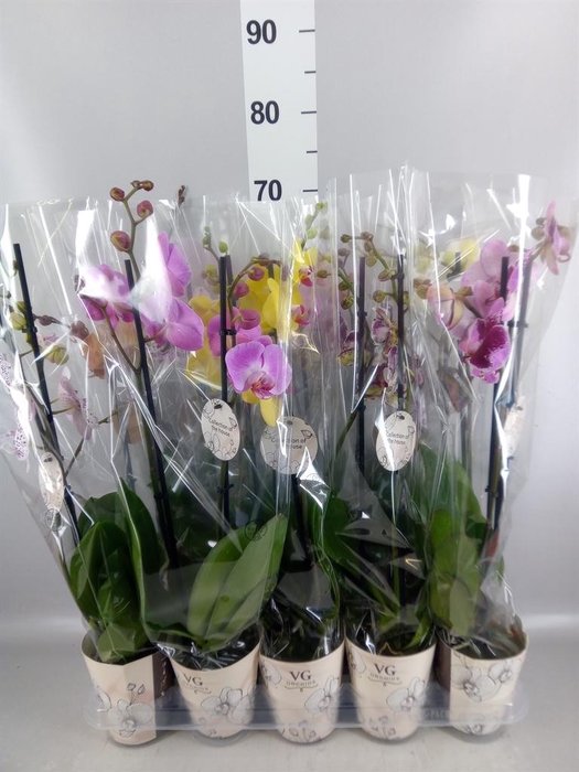 <h4>Phalaenopsis   ...mix</h4>