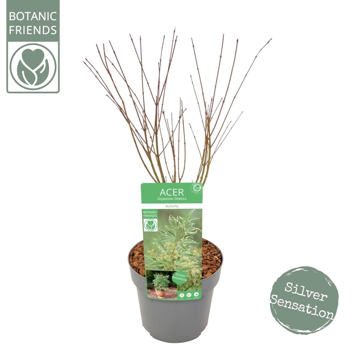 <h4>Acer palmatum Butterfly</h4>