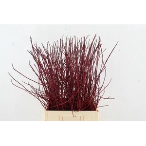 Cornus alba 'Sibirica'