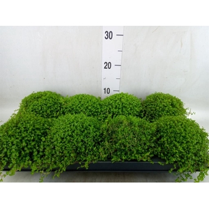 Soleirolia soleirolii   ...green