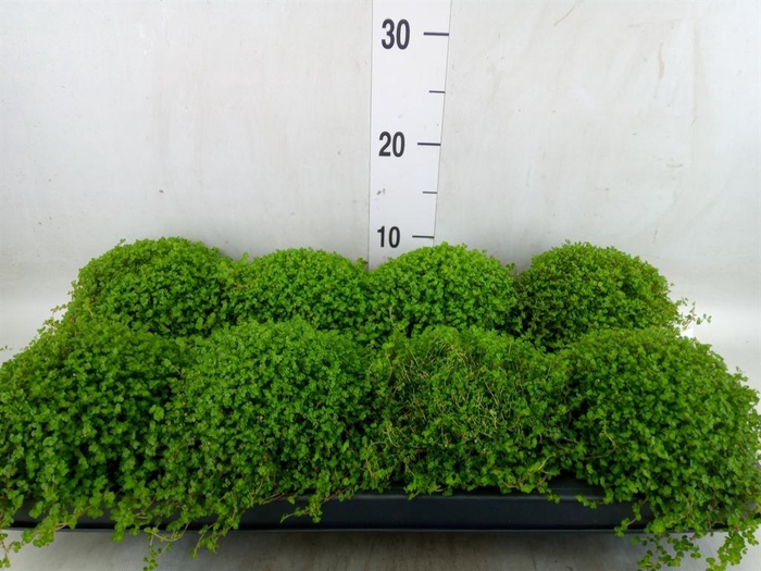 <h4>Soleirolia soleirolii   ...green</h4>