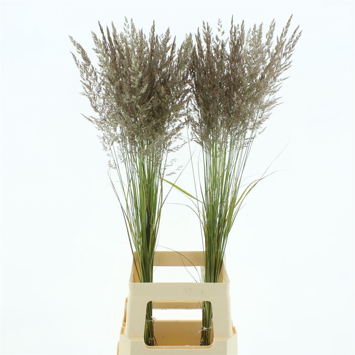 <h4>Calamagrostis Brachy</h4>