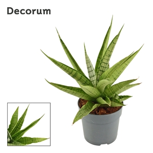 Sansevieria Himalayan 12 cm (Decorum)