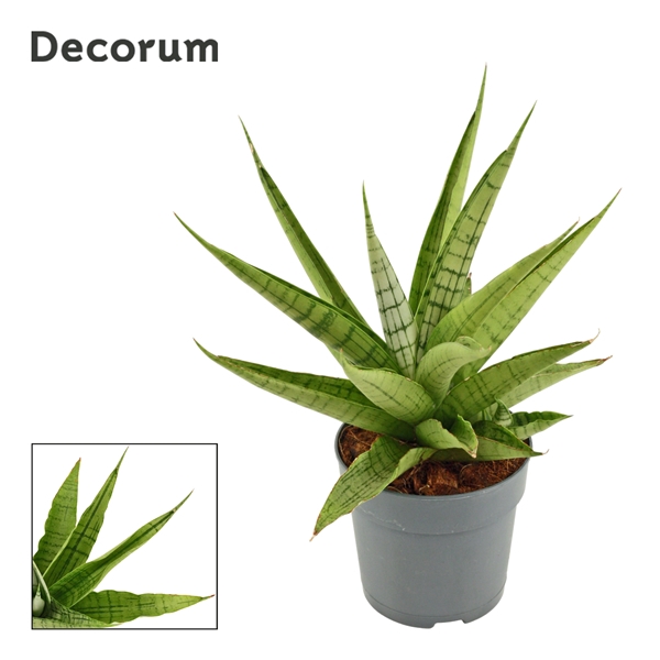 <h4>Sansevieria Himalayan 12 cm (Decorum)</h4>