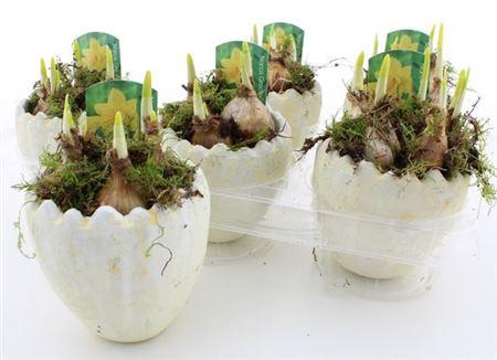 <h4>Arr N Tete A Tete</h4>