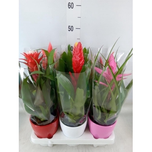 Bromelia   ...mix