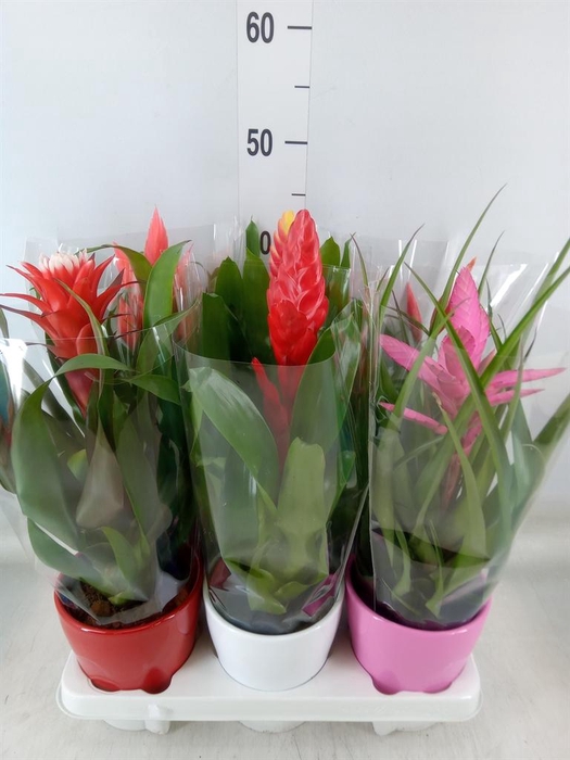 <h4>Bromelia   ...mix</h4>