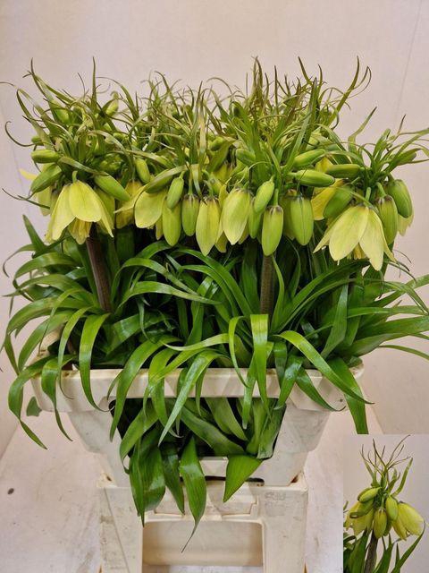 <h4>FRIT IMPERIALIS</h4>