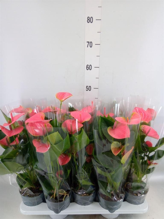 <h4>Anthurium  'Karma Pink'</h4>