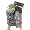 PTSU6115 Arrangementen succulenten