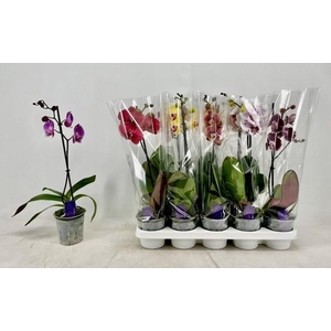 PHAL GEM