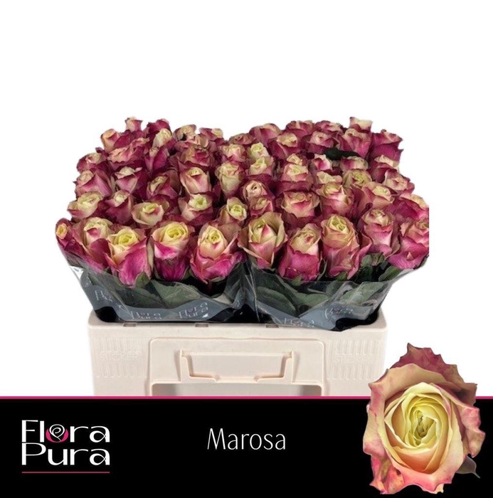 <h4>Rosa large marosa</h4>