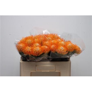 Leucospermum Ayoba Sun