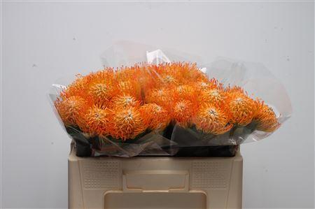 <h4>Leucospermum Ayoba Sun</h4>