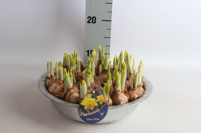 <h4>ARR N TETE A TETE</h4>