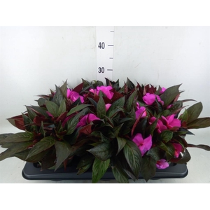 Impatiens NG 'Tamarinda Purple'