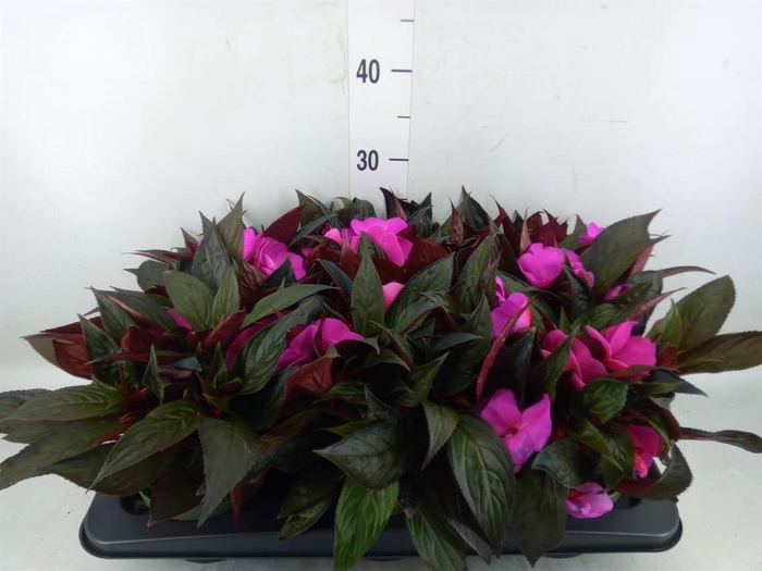 <h4>Impatiens NG 'Tamarinda Purple'</h4>