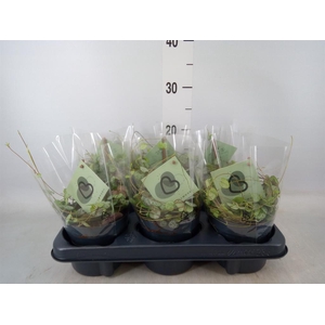 Ceropegia woodii ssp. woodii