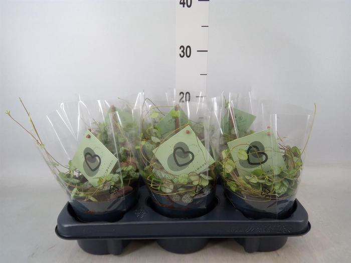 <h4>Ceropegia woodii ssp. woodii</h4>