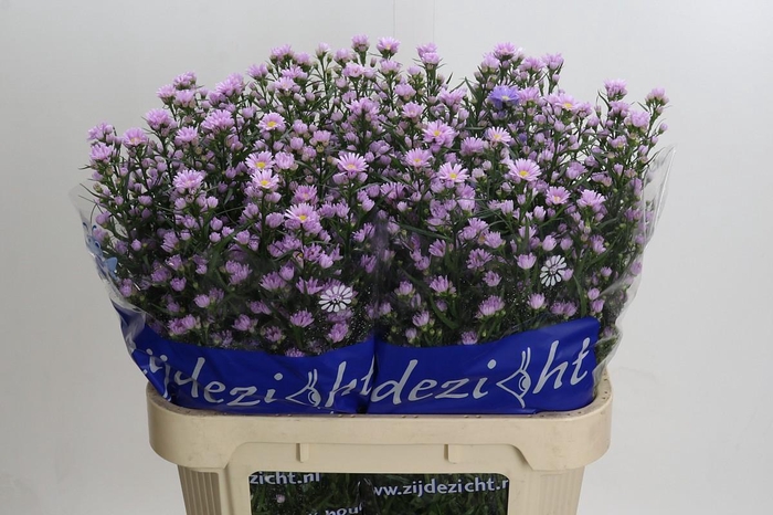 <h4>Aster Claudia</h4>