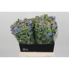 Oxypetalum Tweedia Blue